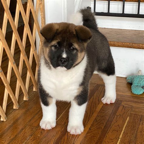 Akita Inu Puppies For Sale in the Philippines .